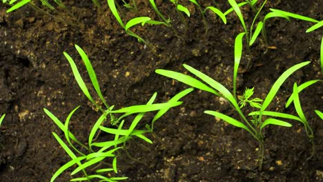 timelapse of fresh green dill sprouts turning while growing, growing plants at home time lapse, healthy home grown food, close up shot from above