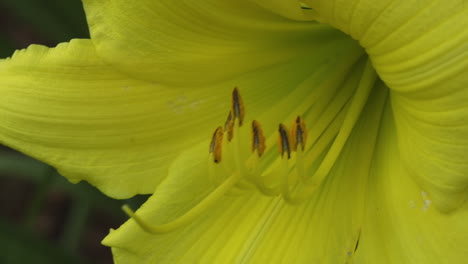 Yellow-day-lily-flower-closeup-shot,-while-panning-right-to-left-across-petals-and-pistil