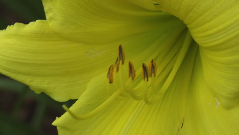 primer plano de la flor de lirio de día amarillo, mientras se desplaza de derecha a izquierda a través de los pétalos y el pistilo