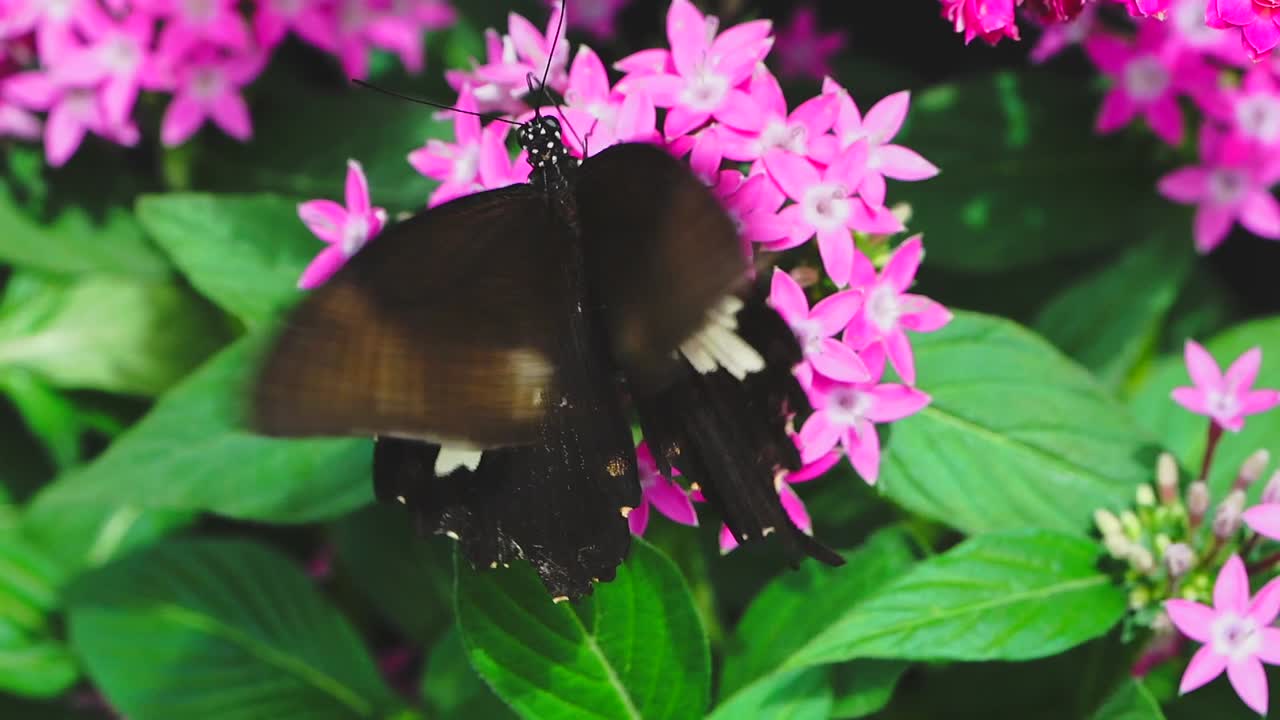 la farfalla mangia il nettare