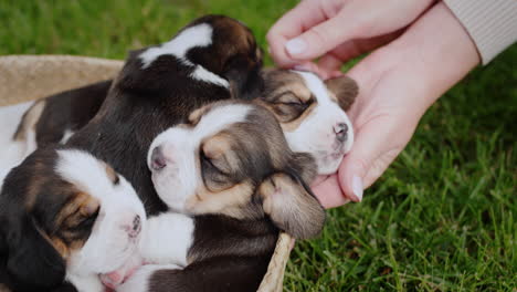 the owner of the puppies gently touches his pets, who are napping in a basket