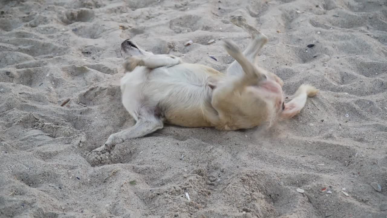 perro jugando en la arena