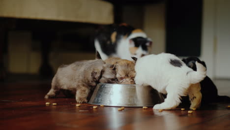 cachorritos divertidos comen de un tazón en el fondo detrás de ellos hay videos de un gato con tu favorito