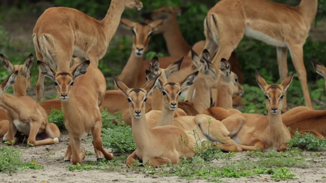 Medium shot of a herd of young impala antelopes lying close together before some of them are getting up, Chobe National Park