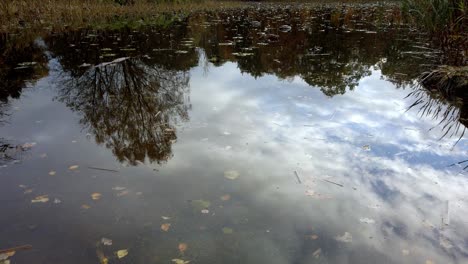 static shot reflection of clouds and trees in water