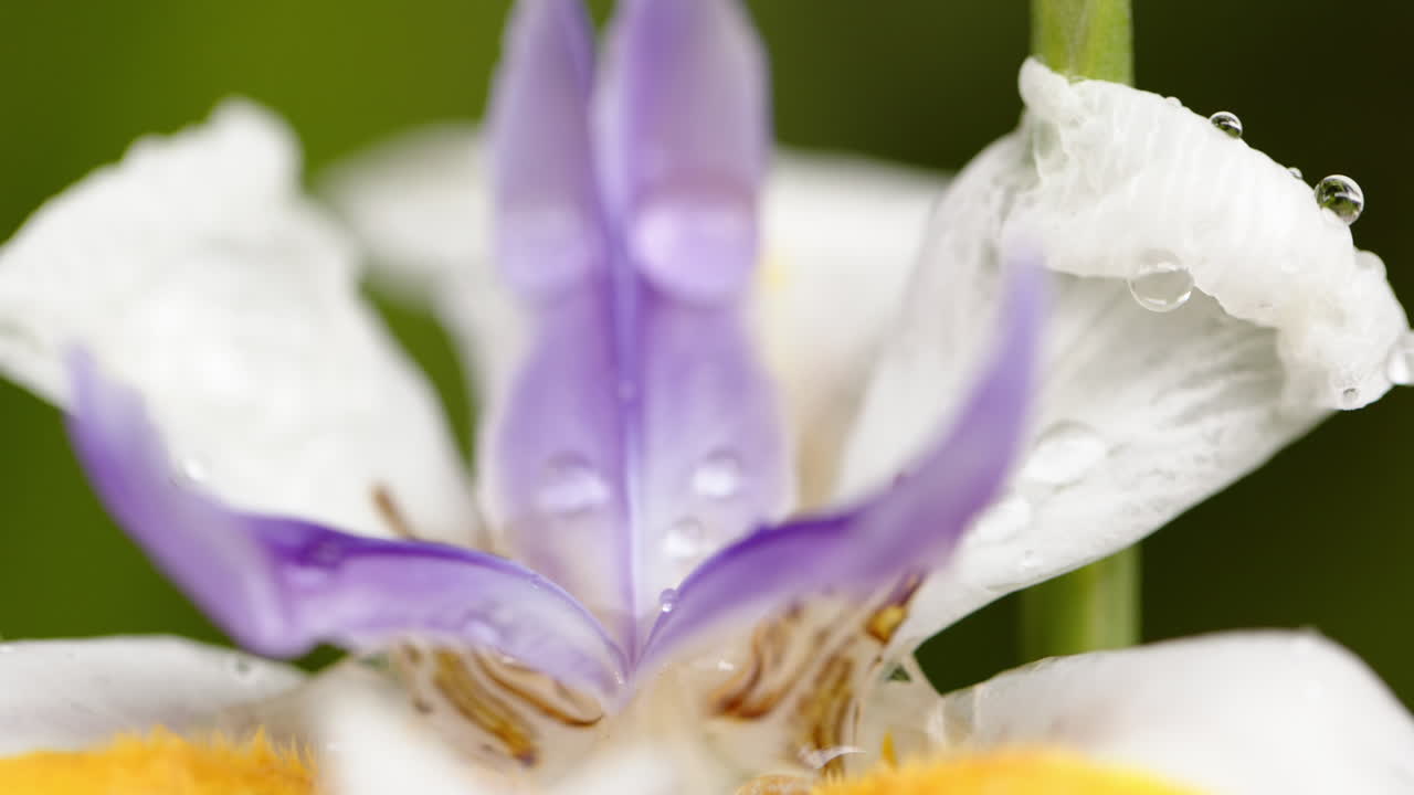 cerca de la hermosa flor blanca y púrpura con gotas de rocío en los pétalos en el jardín soleado