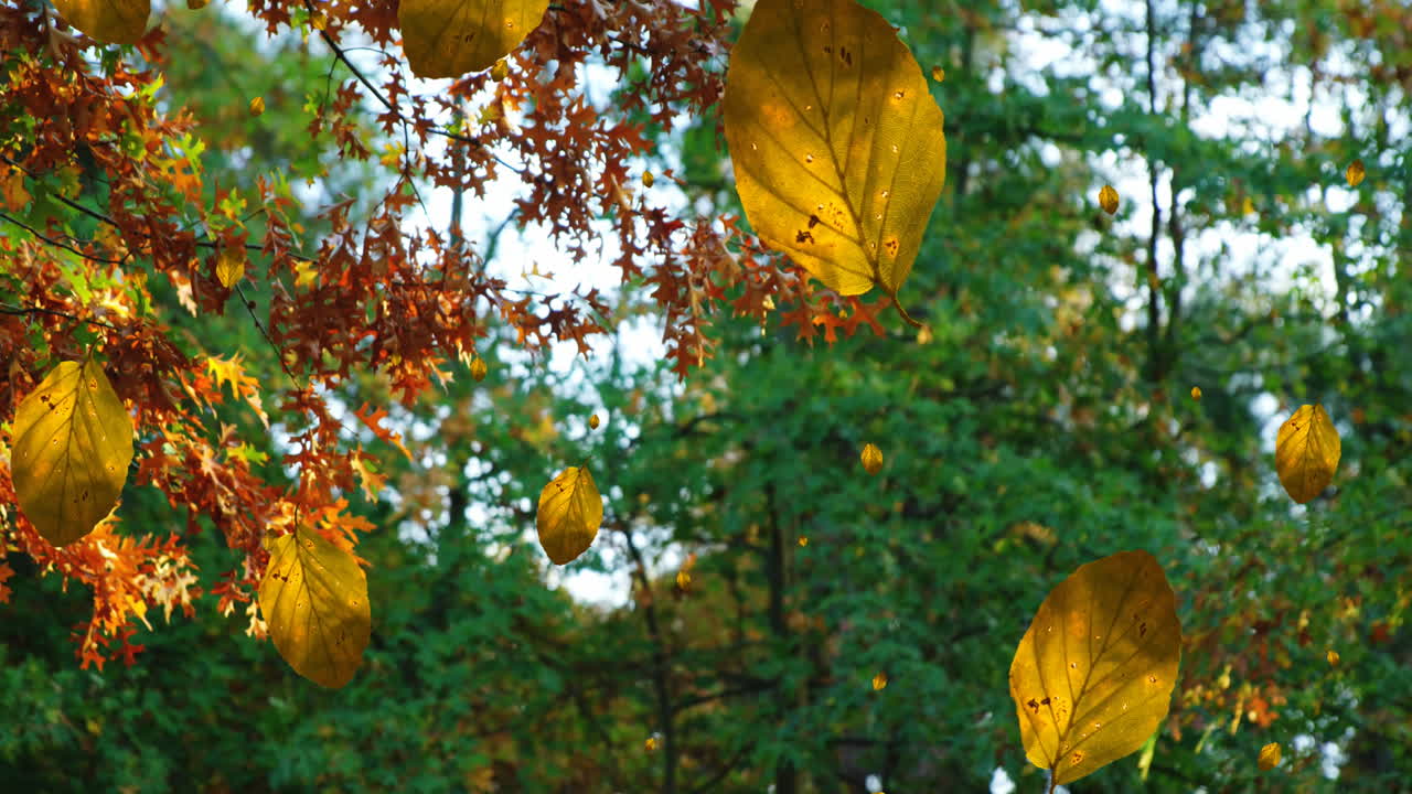 animación de hojas de otoño que caen contra la vista de ángulo bajo de los árboles y el cielo