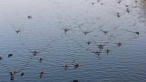 Große-Gruppe-Von-Enten,-Die-In-Der-Nähe-Eines-Seeufers-Schwimmen-Und-Zusammenkommen-Stockvideo