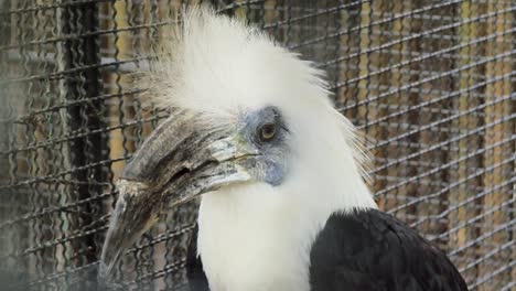 white hornbill in a cage