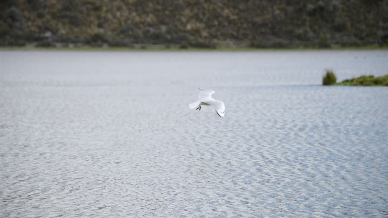 에콰도르 고원의 자연 호수에 있는 새 두 마리