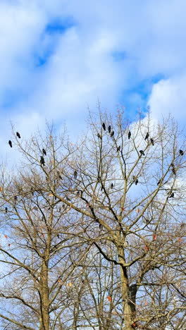 flock of black birds sit on the high bare tree. low angle view. cloudy sky at backdrop. vertical video.