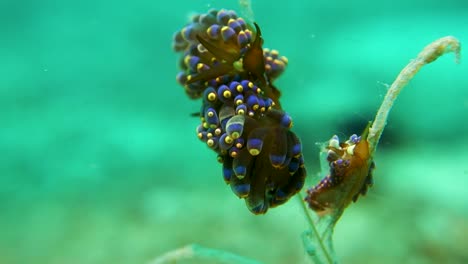 Varios-Nudibranquios-Trinchesia-Yamasui-Coloridos-Se-Agrupan-En-Arrecifes-De-Coral