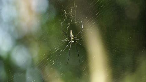 Die-Spinne-Sitzt-In-Ihrem-Netz-Und-Wartet-Auf-Beute