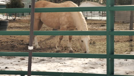 tan horse grazing through fence.