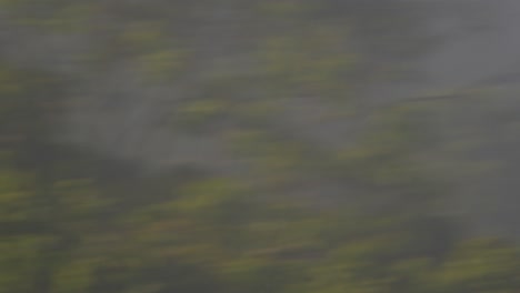 over peru’s treetops, two mealy parrots soar freely through the clear sky of the amazon.