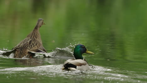 Enten-Starten-Zeitlupe-150fps-Sony-FX9