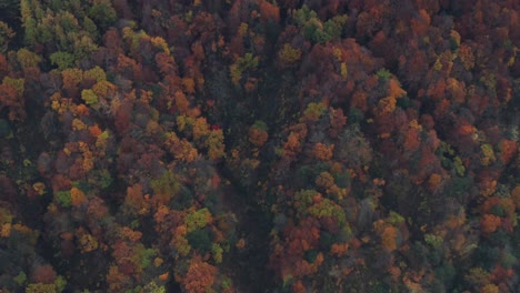 Asombroso-Bosque-De-Montaña-En-Colores-Otoñales-Durante-La-Temporada-De-Otoño-En-Zao-Onsen,-Japón---Vista-Aérea-De-Arriba-Hacia-Abajo