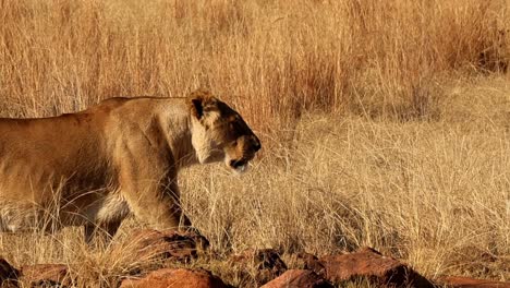 Adult-lioness-in-golden-light,-slow-motion-after-finishing-her-kill-among-rocks-in-the-wilderness