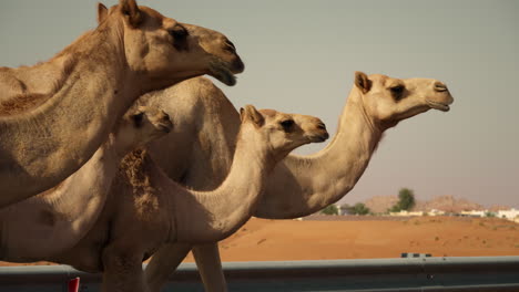 camels in the desert