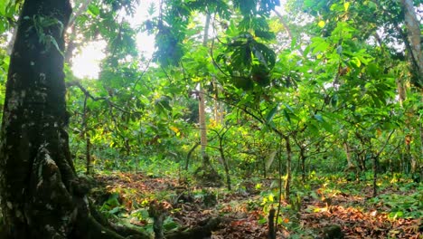 view of a cocoa plantation with the sun shining through the trees at prince island,sao tome,africa