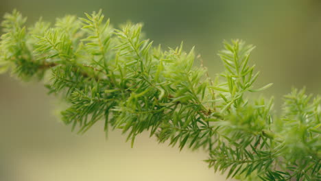 clear green tree branches in the sunlight