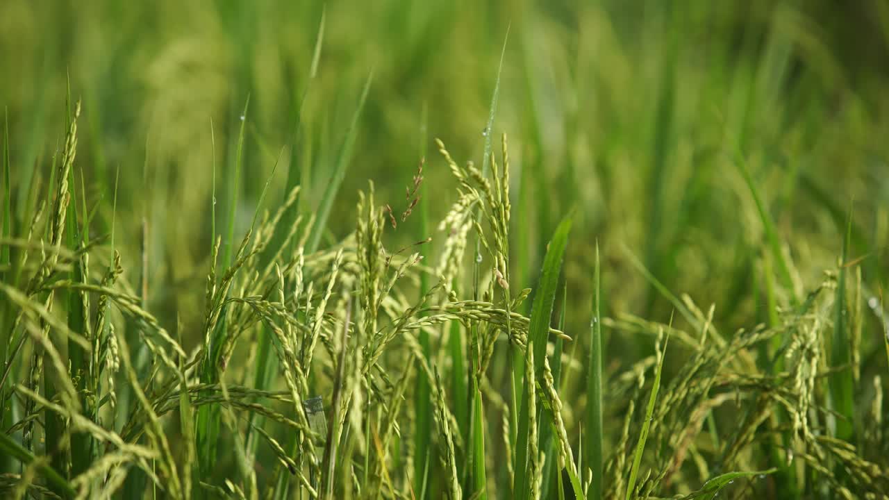 쌀은 많은 아시아 국가에서 주식입니다.