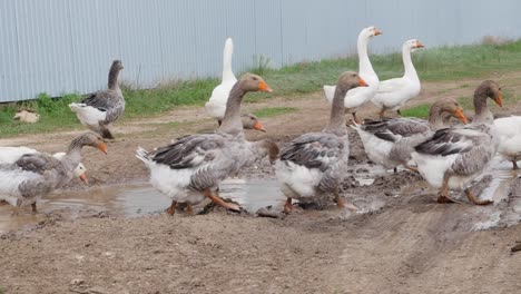 geese in a mud puddle