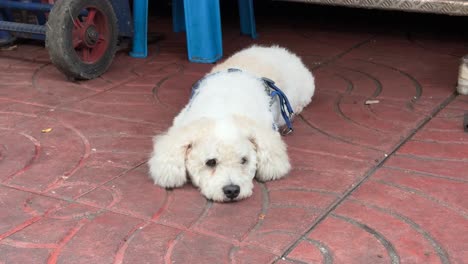 Lindo-Perro-Esponjoso-Descansando-En-El-Suelo