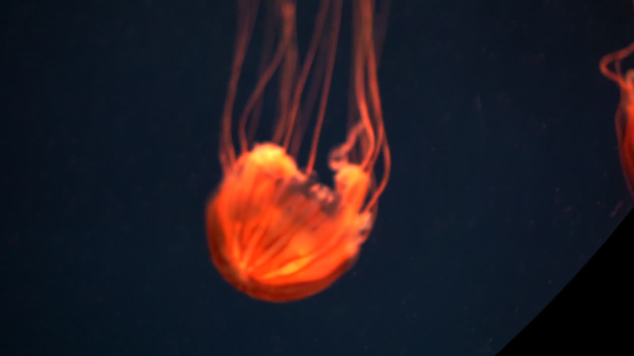 las medusas cambian de color dentro del agua roja azul verde medusa