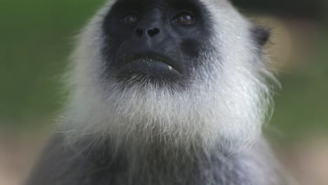 up close of the face of a langur monkey sitting and looking around in a jungle