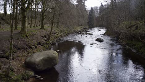 static shot of a river next to a pathway within a pine forest