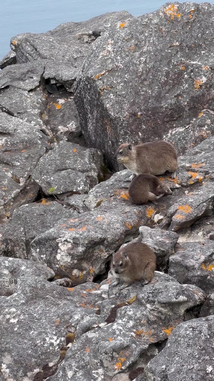 Ung klippegrævling (Procavia capensis) drikker mælk på Taffelbjerget. Cape Town, Sydafrika.