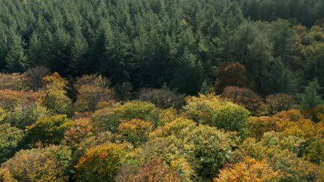 Vista-Panorámica-Del-Denso-Bosque-Con-Pinos-Silvestres-Verdes-Y-Abedules-En-Otoño-En-Soesterduinen,-Países-Bajos