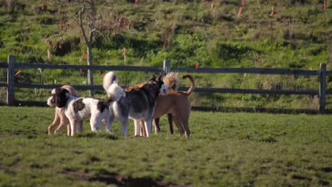 Verspielte-Hunde-Tummeln-Sich-Auf-Einer-Wiese-Und-Genießen-Einen-Sonnigen-Tag,-Einer-Davon-Trägt-Einen-Roten-Mantel