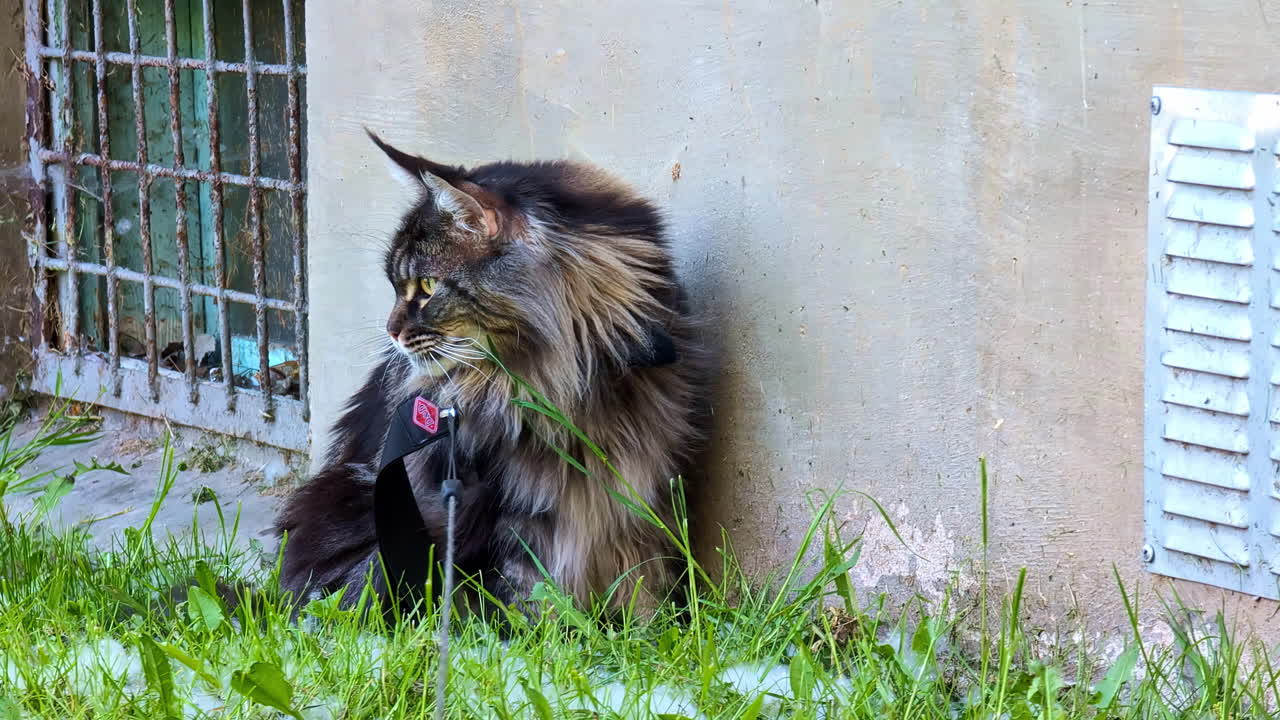 una foto de un gato mainecoon negro sentado en el césped con la pared de la casa en el fondo en un día soleado