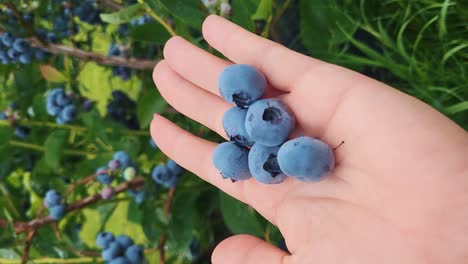 female hand picks blueberries