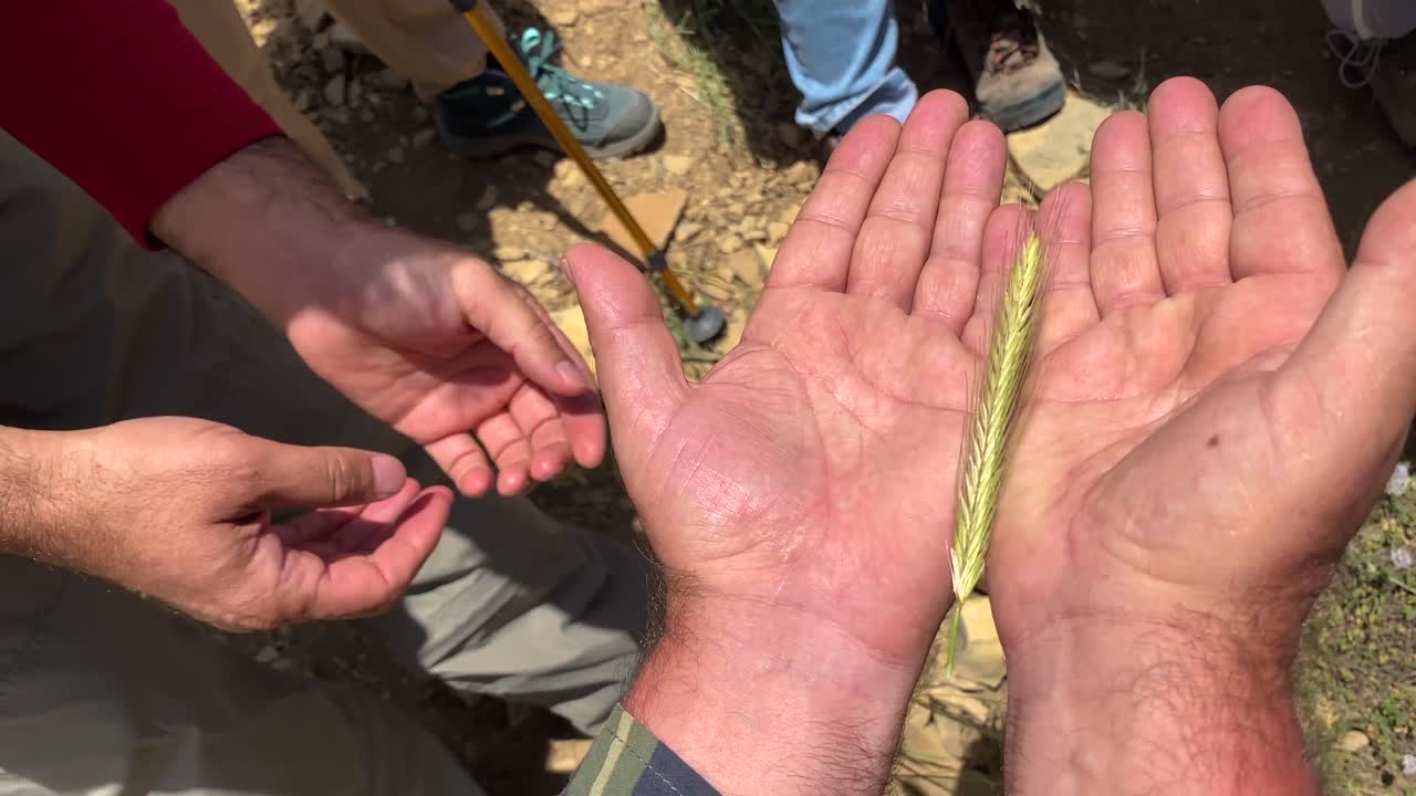 hierba seca moverse en la mano trigo arroz especies en oriente medio botánico científico espagueti industria cultivar gramineae poaceae cereal copos de maíz planta mijo flor silvestre en uso de la tierra para decoración mimbre