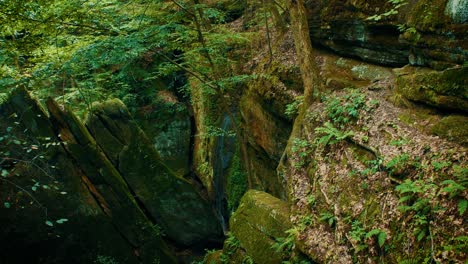 overhead view of a small waterfall trickling down the side of a moss covered cliff surrounded by trees, ferns, and other vegetation