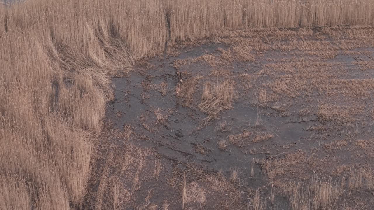 Vista aerea di una radura paludosa e fangosa circondata da alti canneti. Diversi cervi si muovono sul terreno acquitrinoso, illustrando l'attività della fauna selvatica all'interno di un habitat naturale di zone umide.