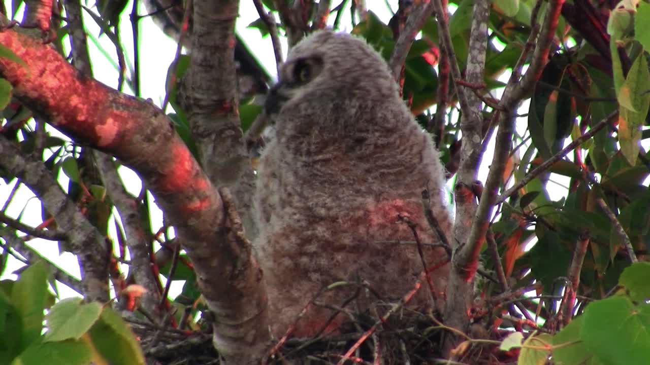 큰뿔부엉이 한 마리가 나무 가지에서 피어난다