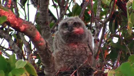 A great horned owl peers from the branches of a tree
