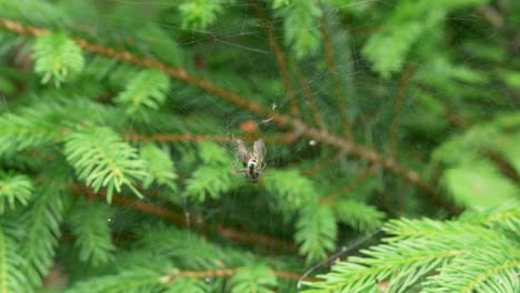 Araña-Alimentándose-De-Su-Presa-Enredada