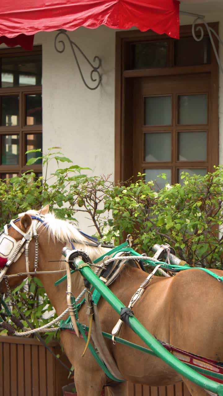 Un pony marrone fermo, bardato a una colorata carrozza kalesa, si trova all'esterno di un edificio tropicale