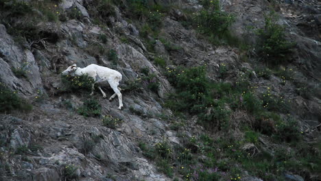 cabra montés come plantas en el lado de la montaña