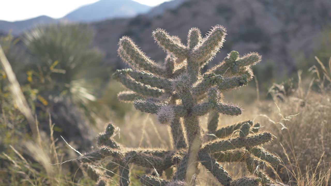 un pequeño cactus con muchos brazos en el desierto montañoso del suroeste