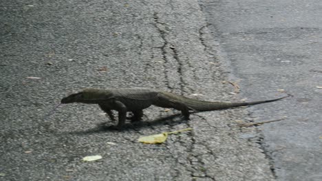 komodo dragon moving its neck in singapore ,