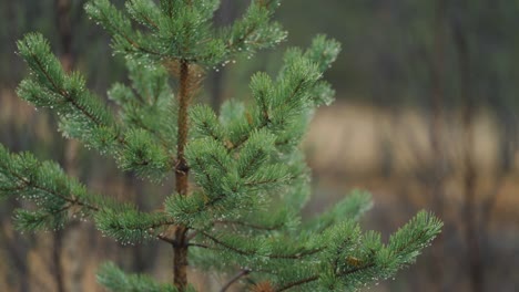 een close-up van de jonge naaldboom op een regenachtige dag