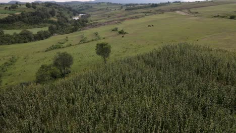 Los-Caballos-Marrones-Pastan-En-Un-Campo-Verde