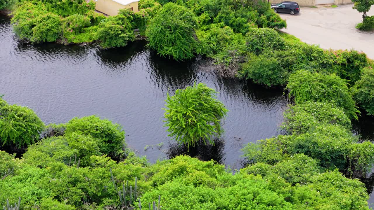 los árboles tropicales solitarios de manglares proyectan sombras sobre el agua ventosa del embalse.