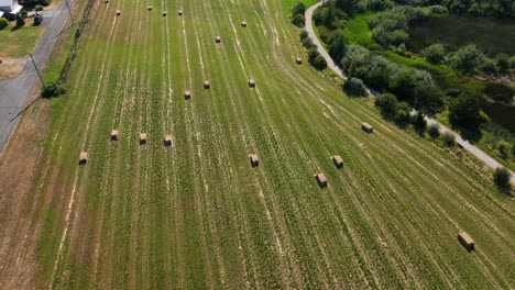 Overhead-aerial-view-of-a-fresh-grass-harvest-on-Whidbey-Island